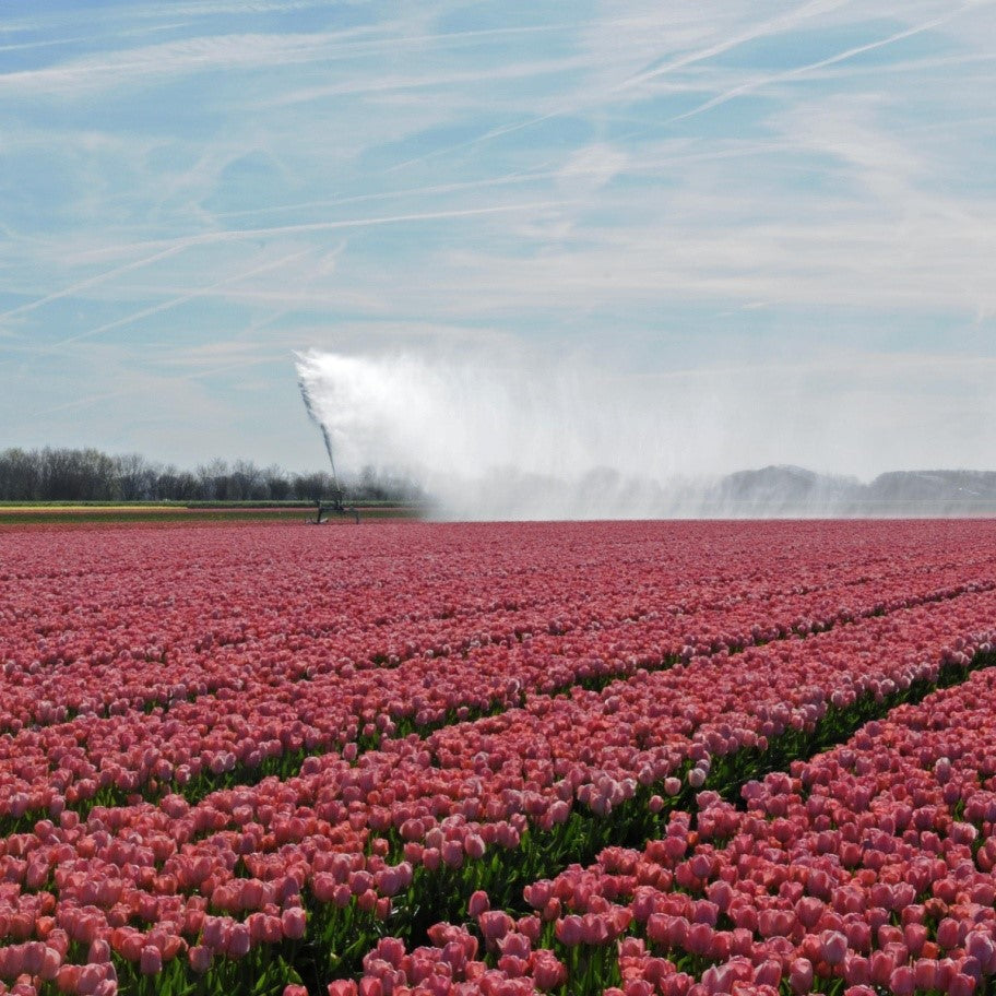 Tulpen beregenen