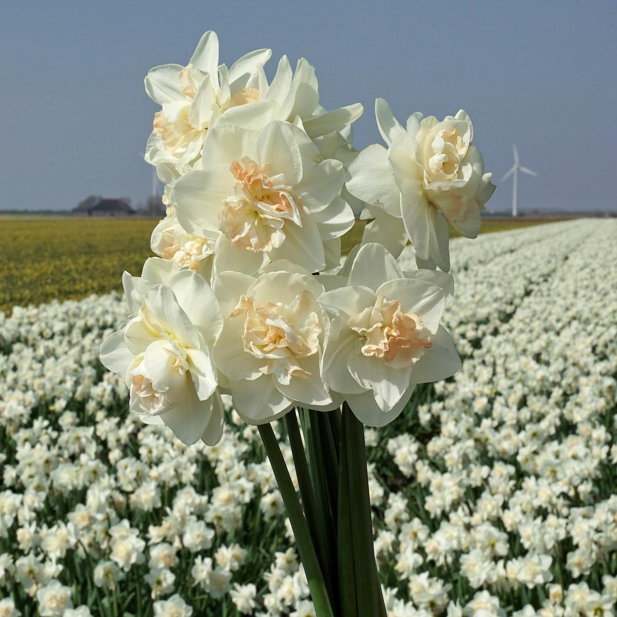 Voorjaar; de tuin komt tot bloei, genieten geblazen