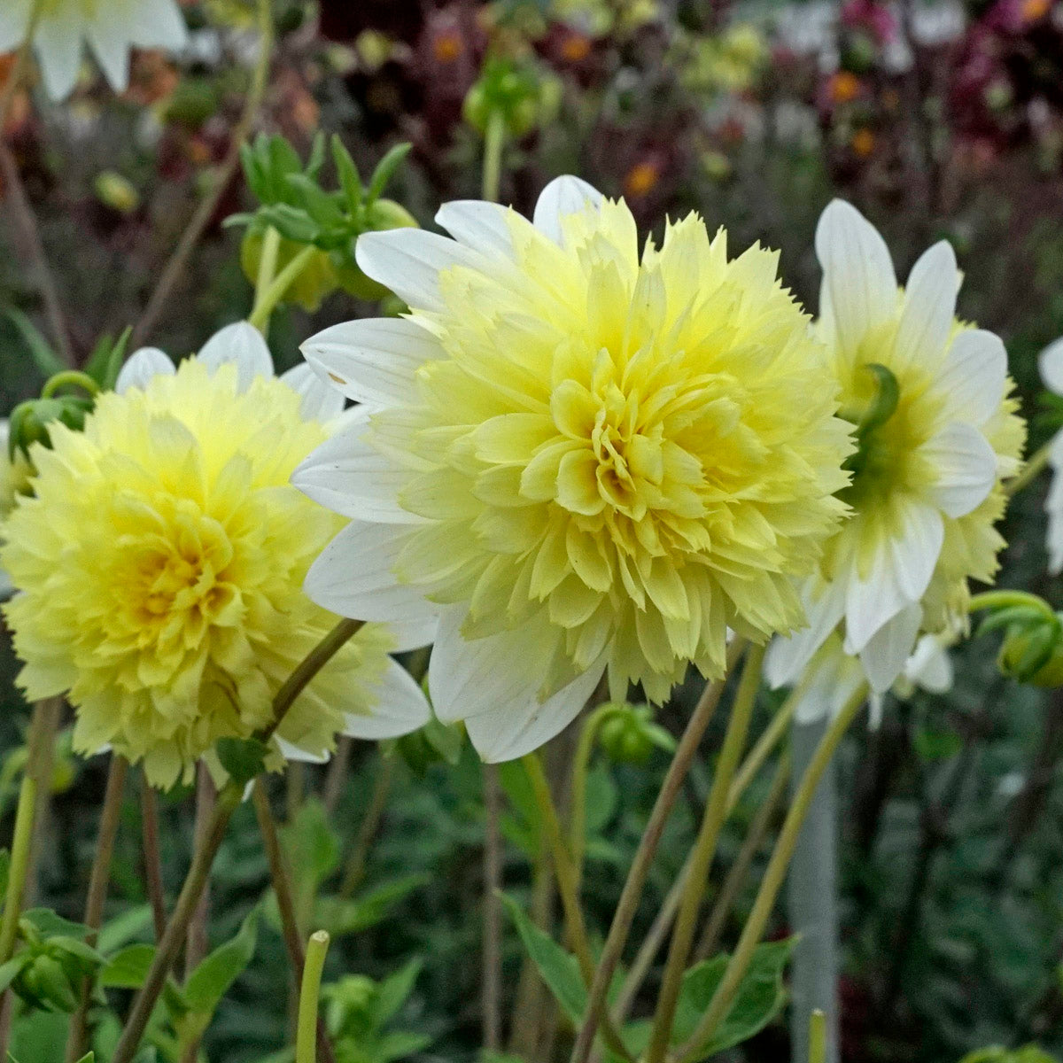 Deze week geen nieuwsbrief