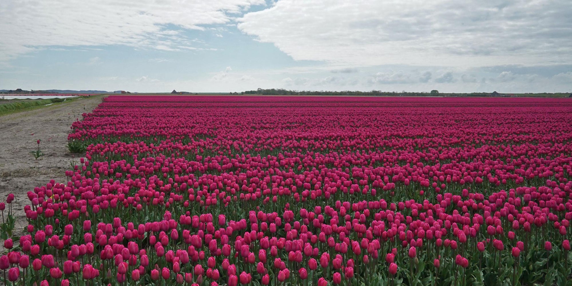 Dahlia’s nog een paar dagen beschikbaar.