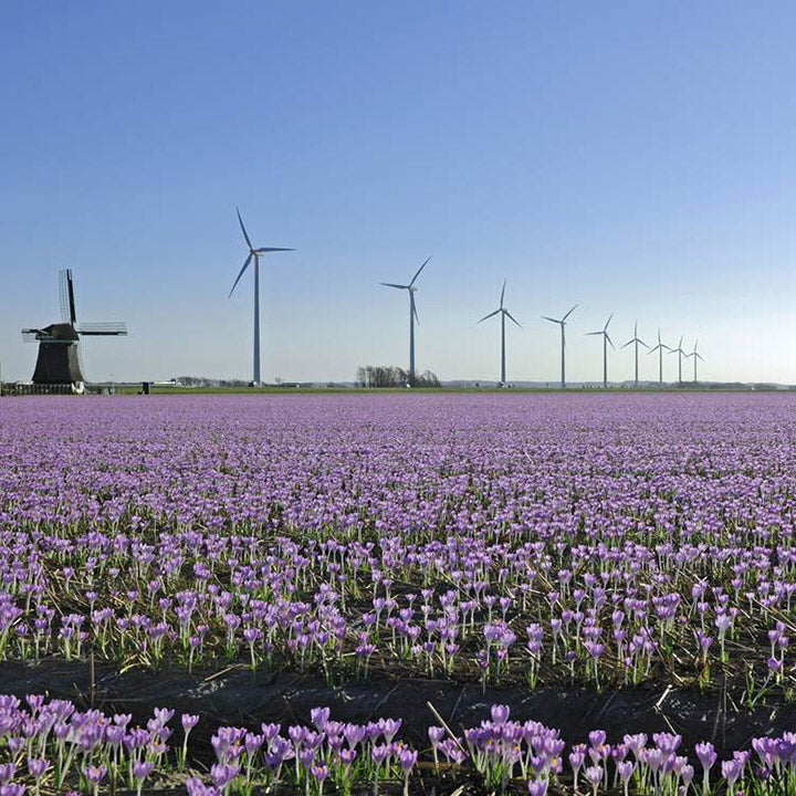 In de spotlight: de Crocus!