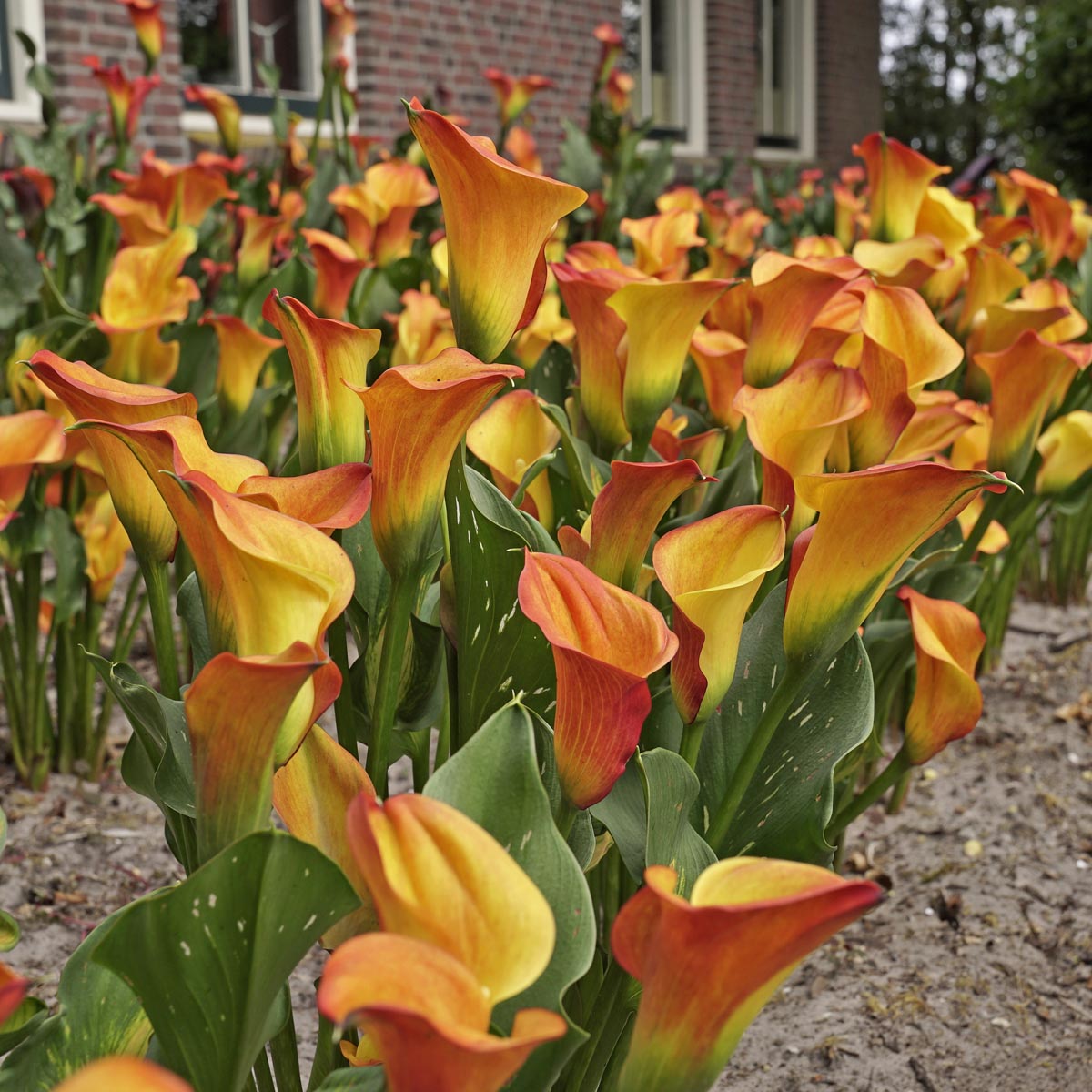 Zantedeschia, het proberen waard
