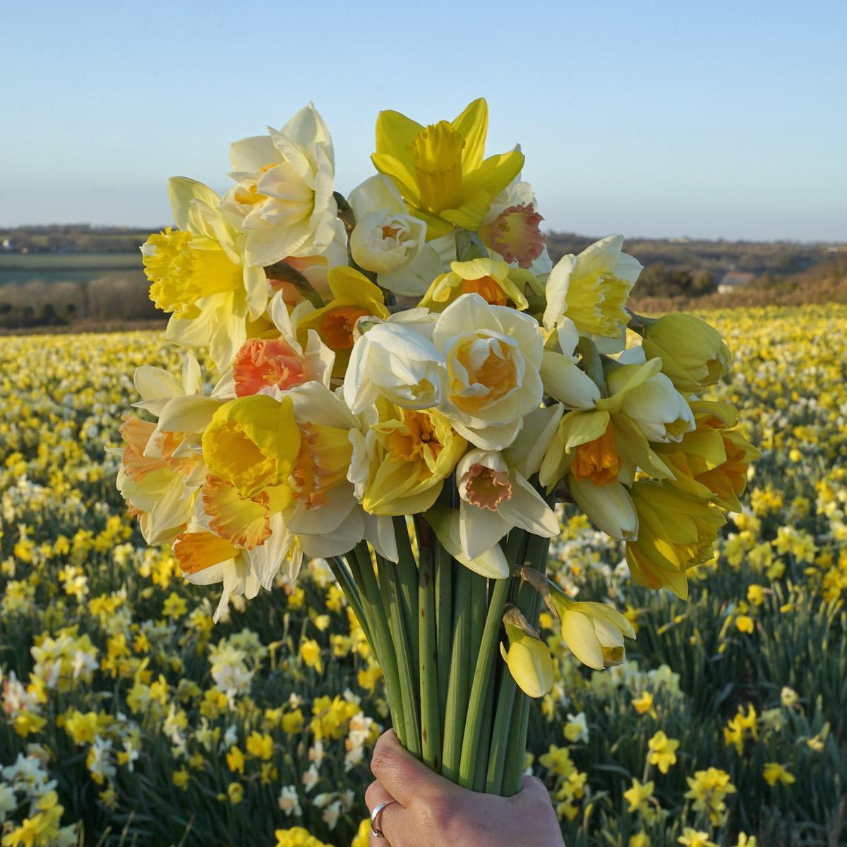 Een bosje Narcissen op tafel.