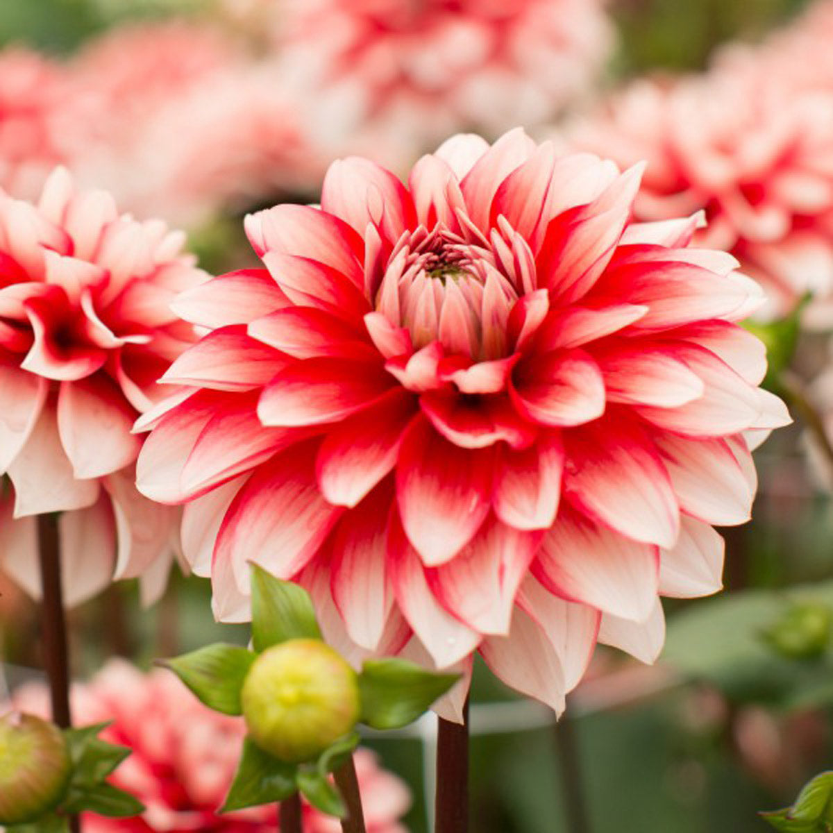 De Dahlia… zo’n zonnige plant