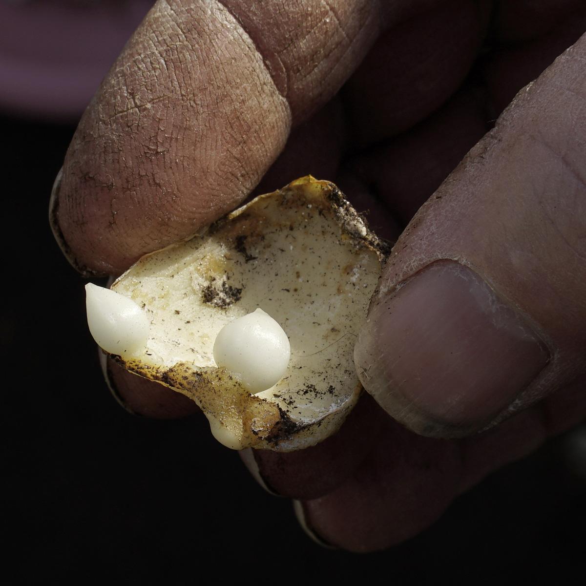 De vermeerdering van Lelies