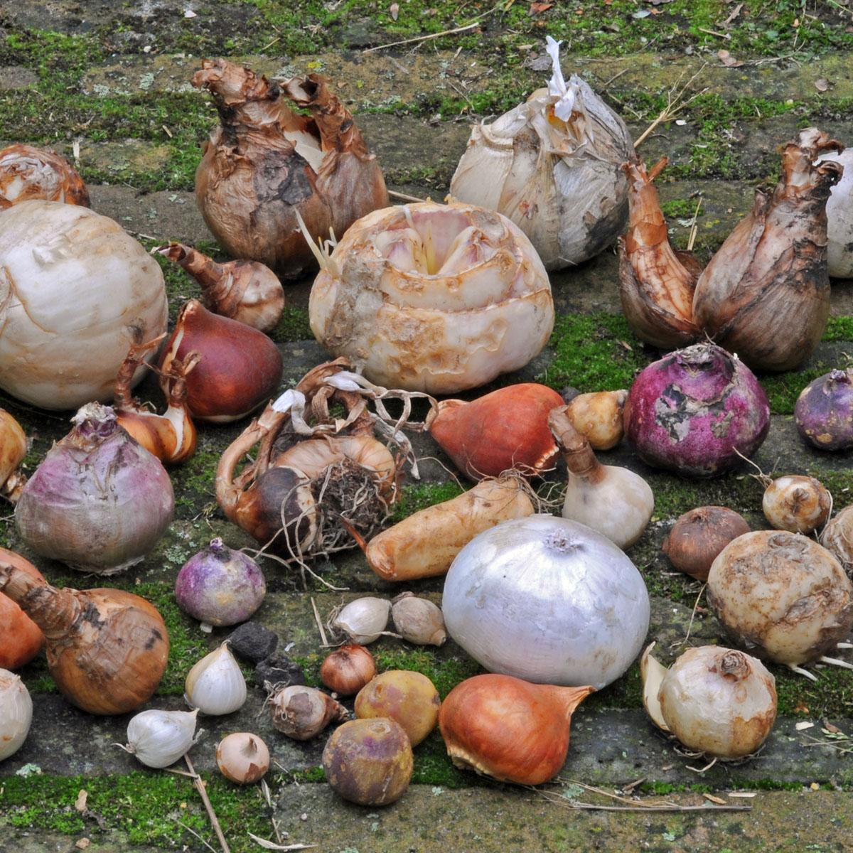 Nieuwsbrief van Pien