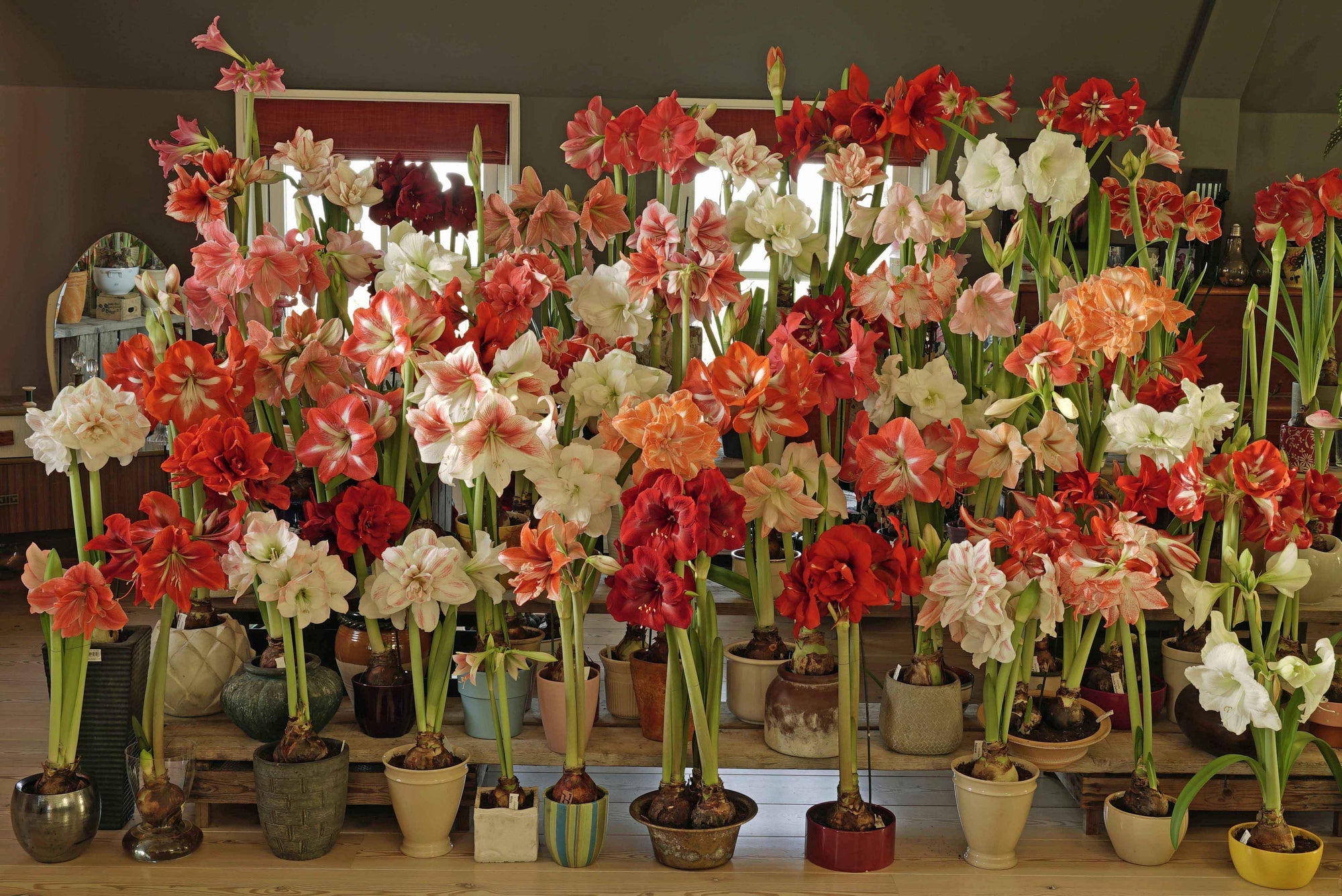 De vermeerdering van de Amaryllis