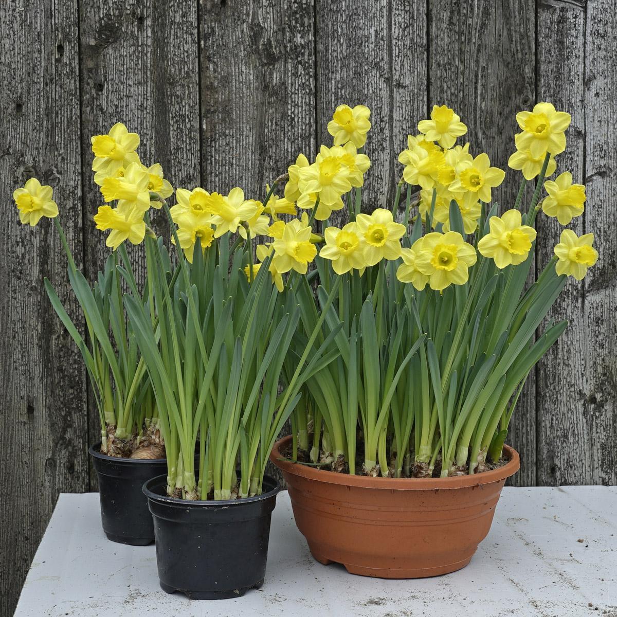 Het forceren van bloembollen