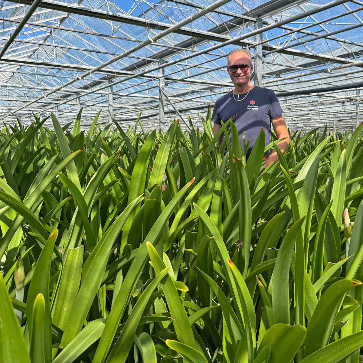 Nieuwe oogst Amaryllissen