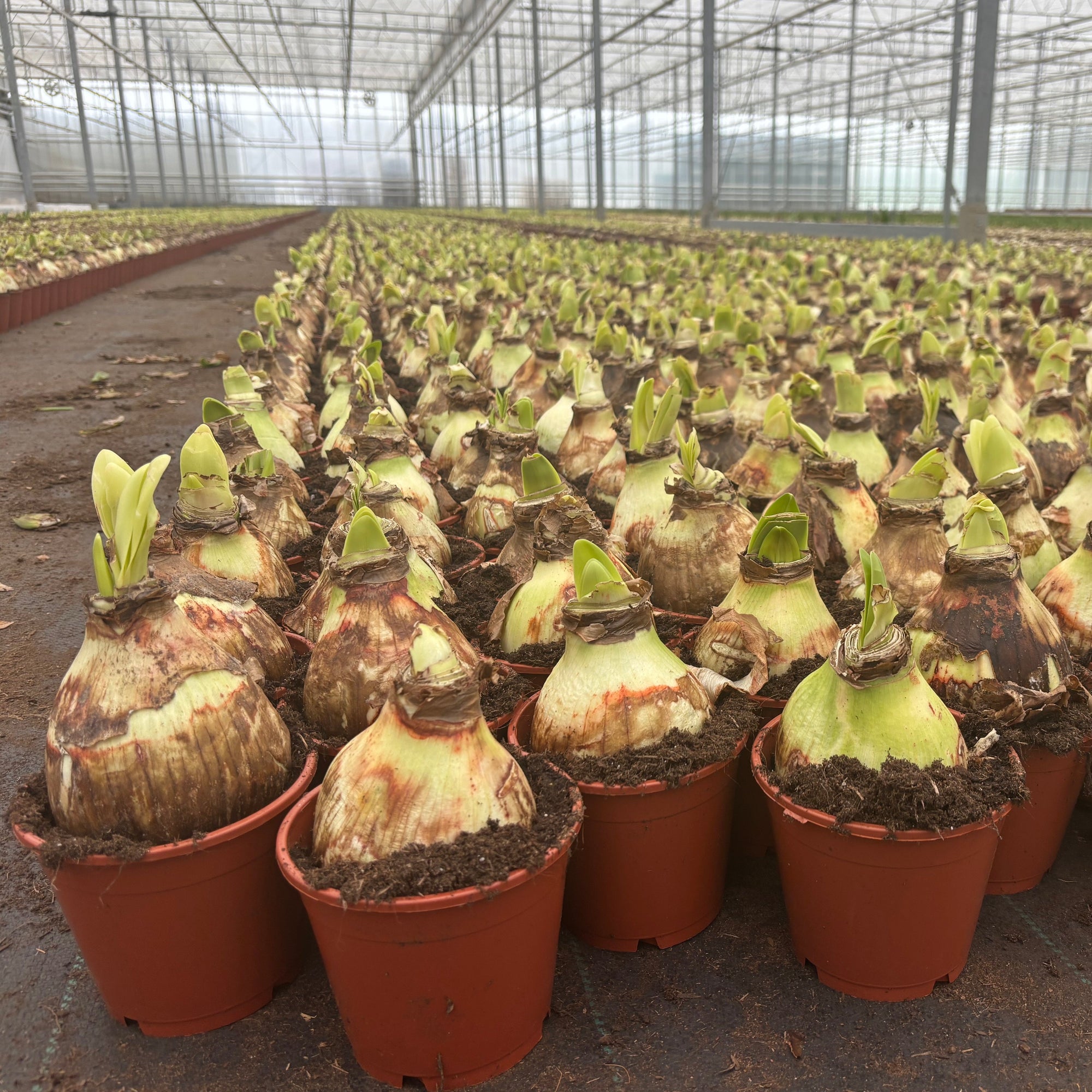 De Amaryllis op pot