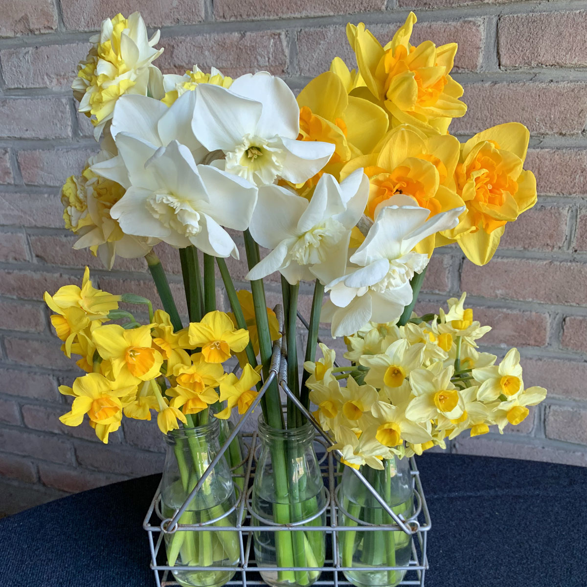 Uitnodiging World Daffodil Tour