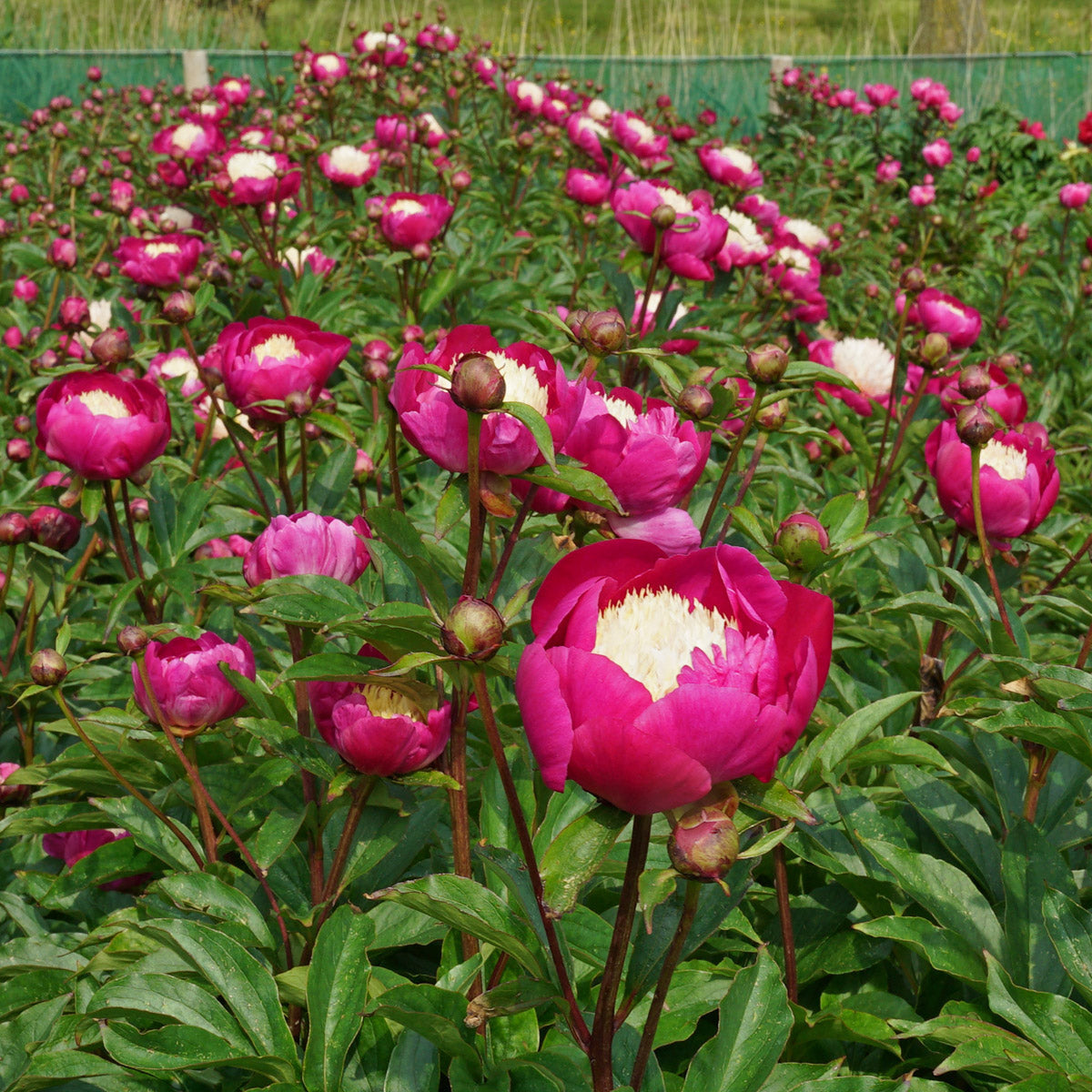De beste tijd om een Pioen te planten is twee jaar geleden.