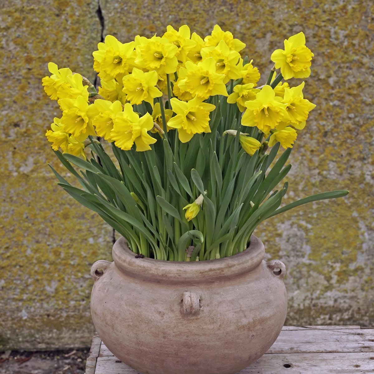 Rotstuin Narcissen, prachtige kleine narcissen