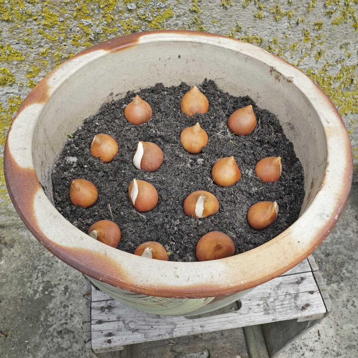 De blaadjes vallen van de bomen, tijd om bloembollen te planten