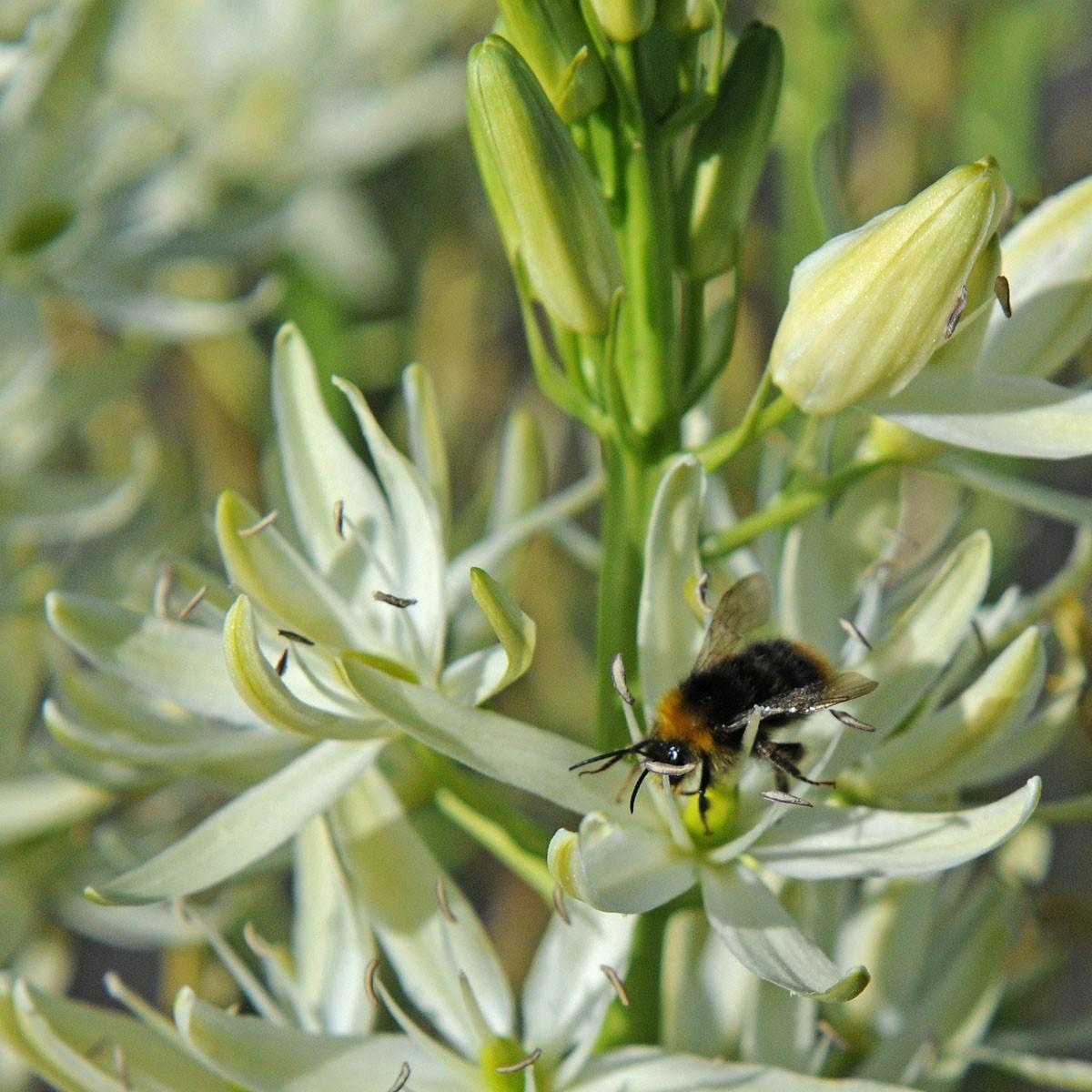 Biologische bloembollen