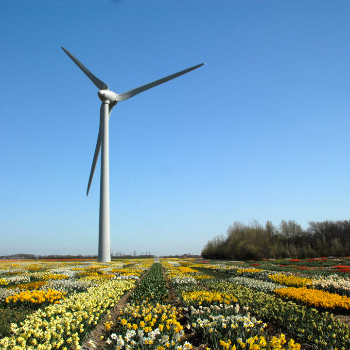 Hoe milieubelastend is de Nederlandse bollensector?