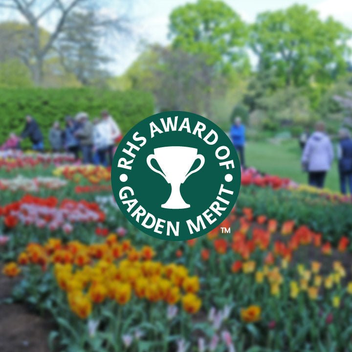 AGM-Award: Deze bloemen doen het buitengewoon goed! - fluwelnl