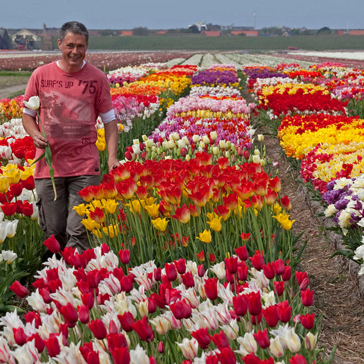 Fluwel introduceert, nieuwe soorten bloembollen!