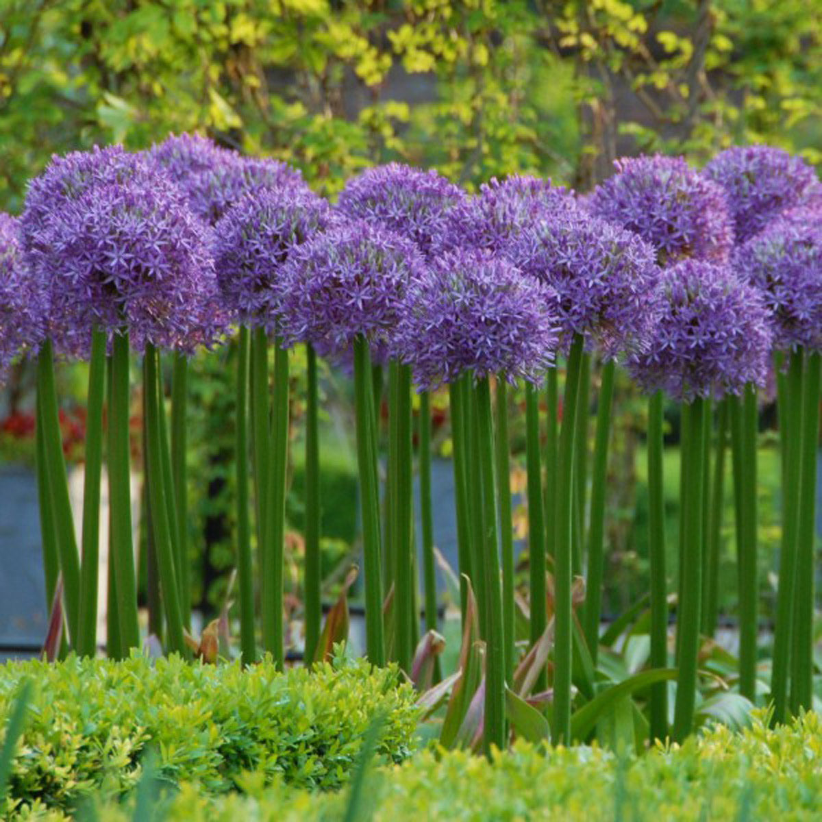 Deze sierlijke bloem trekt meteen de aandacht!