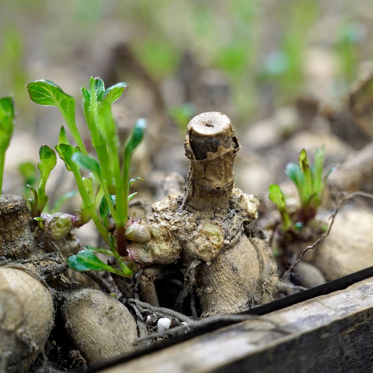Dahlia-voorbereidingen - fluwelnl