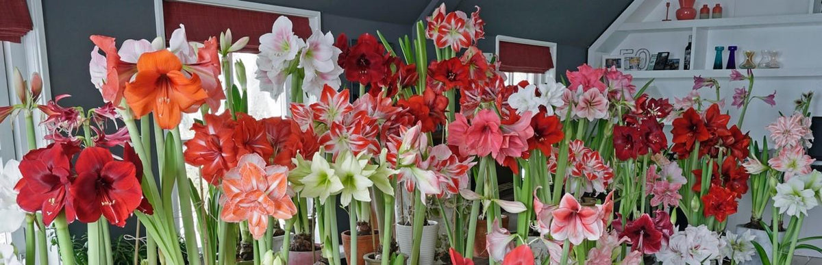 De Amaryllis, u kunt ze weer bestellen - fluwelnl