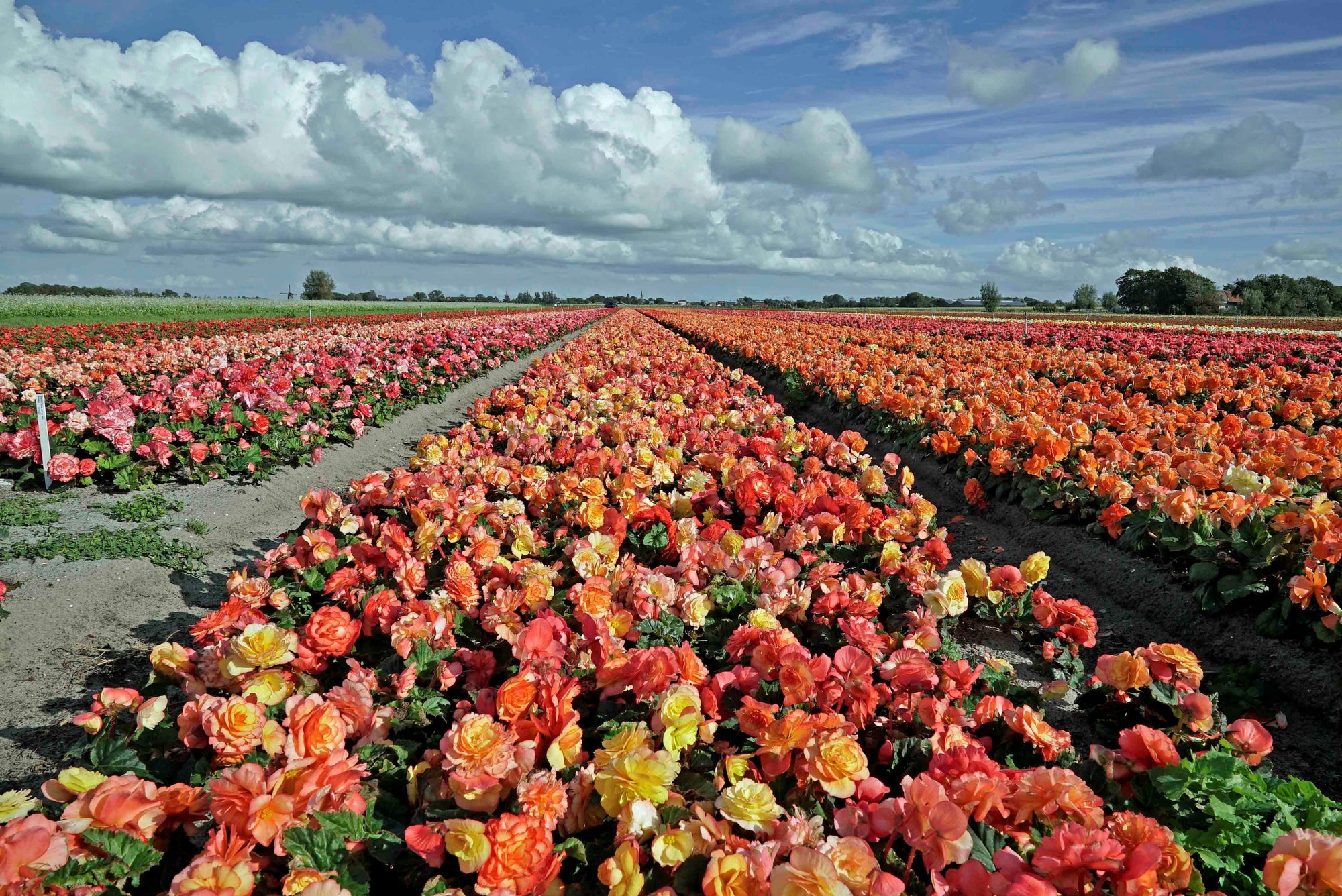 De Amerikaanse Begonia (ook wel Ameri-Hybrids genoemd) - fluwelnl