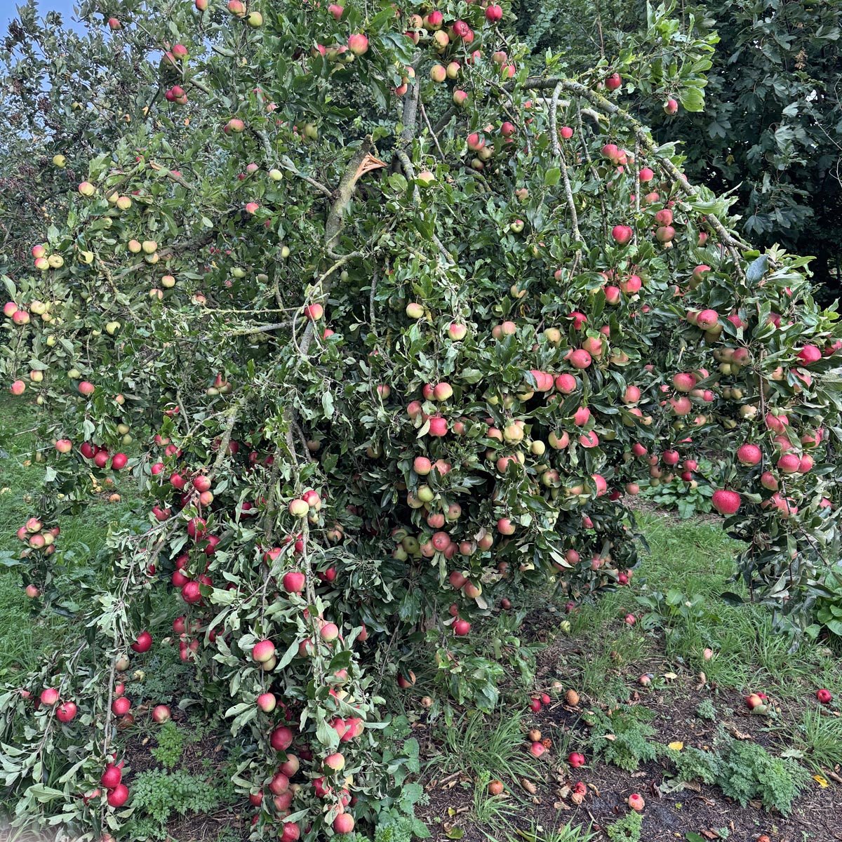 De Dahlia’ zijn mollig - fluwelnl