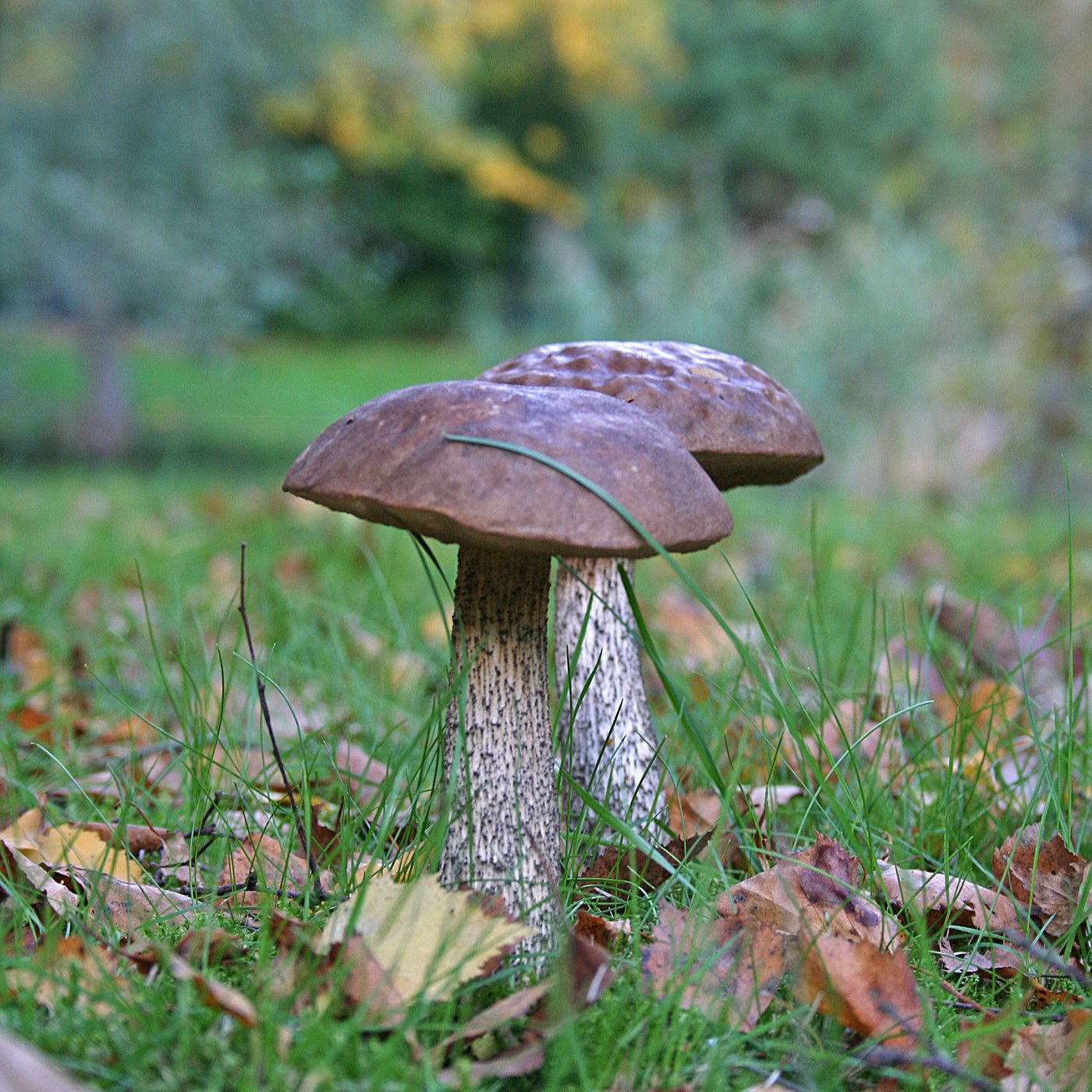 paddenstoelen - Fluwel
