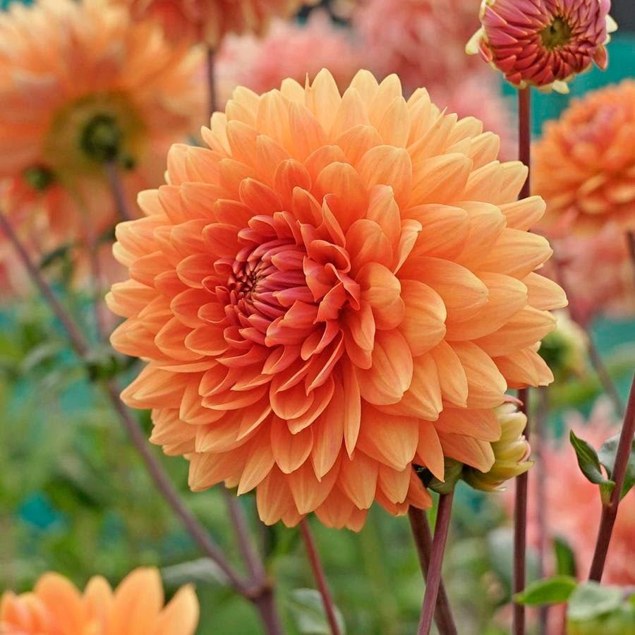 De ideale tijd om Dahlia's te planten - fluwelnl