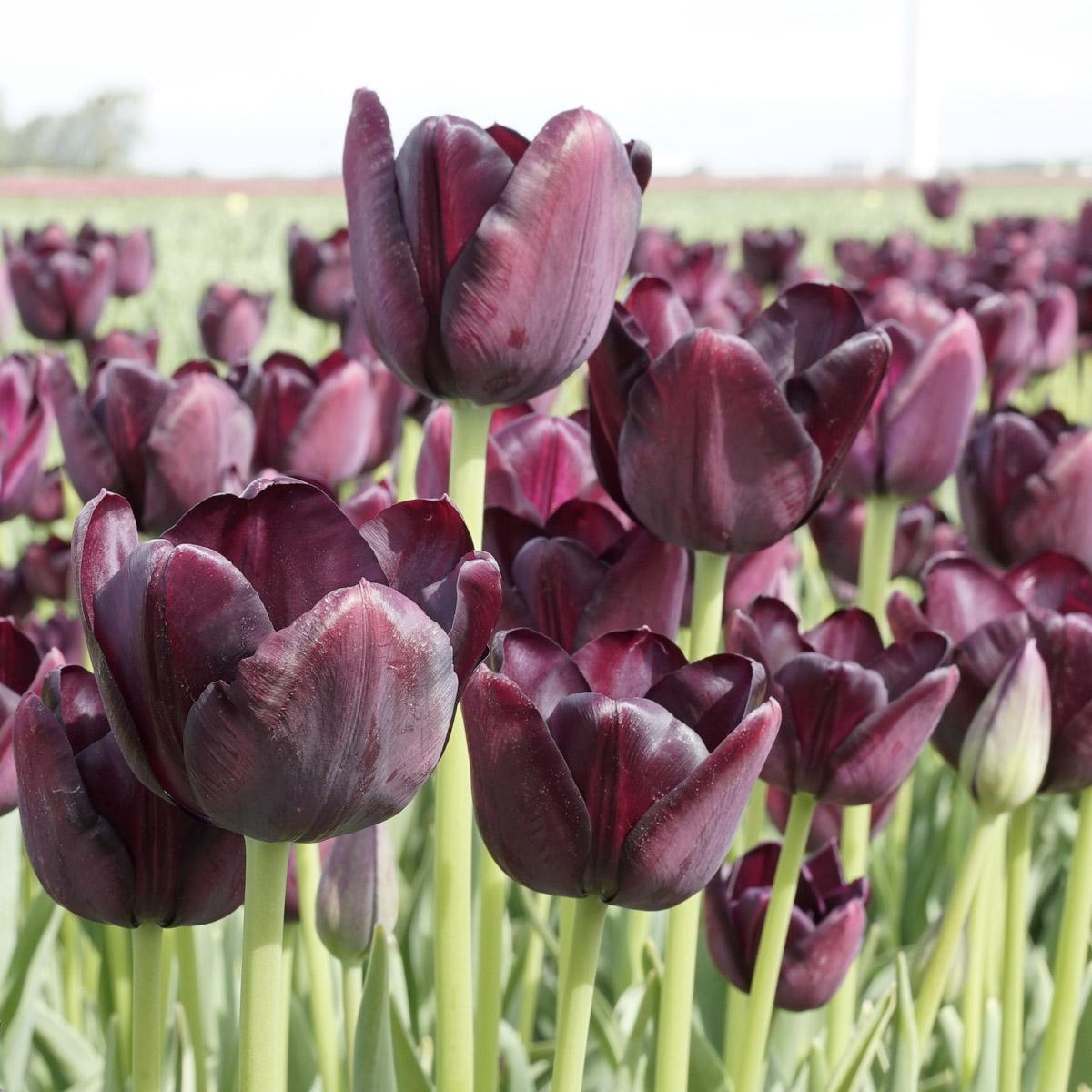 De oudjes - fluwelnl