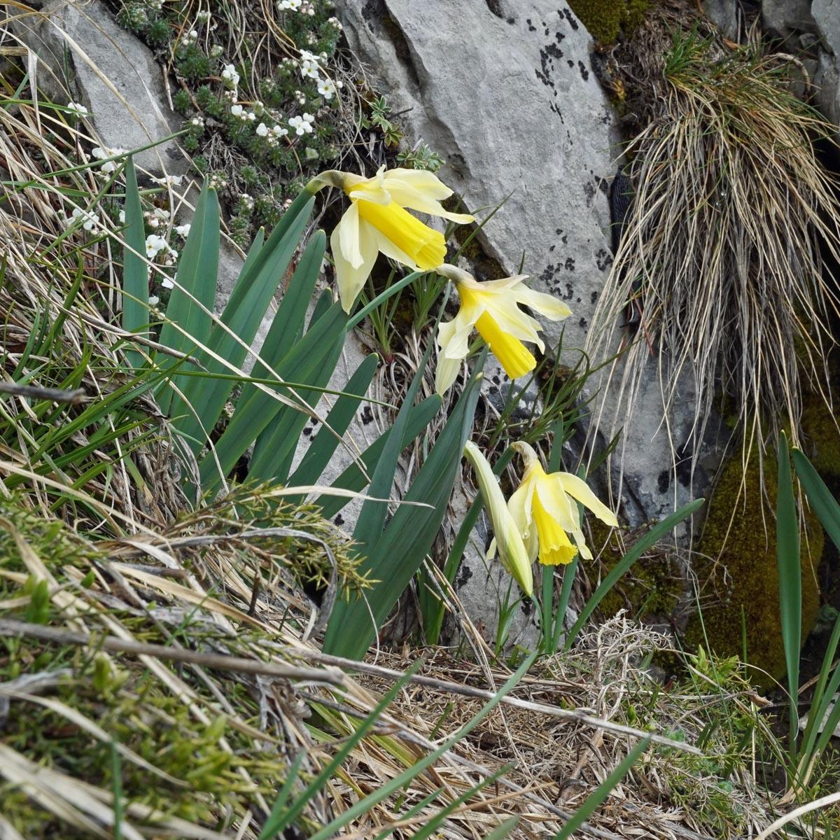 De Pyreneeën - fluwelnl