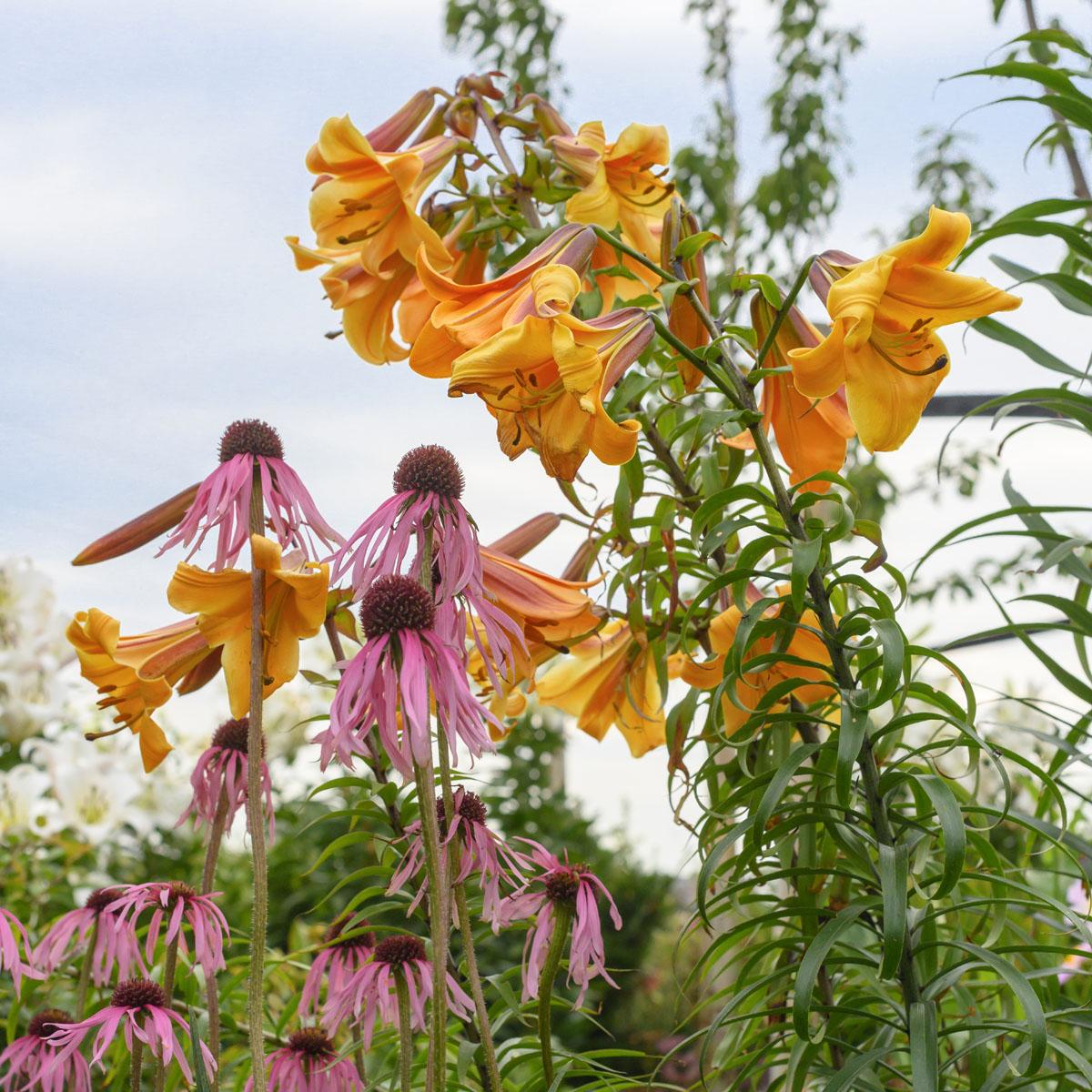 50 verschillende soorten lelies