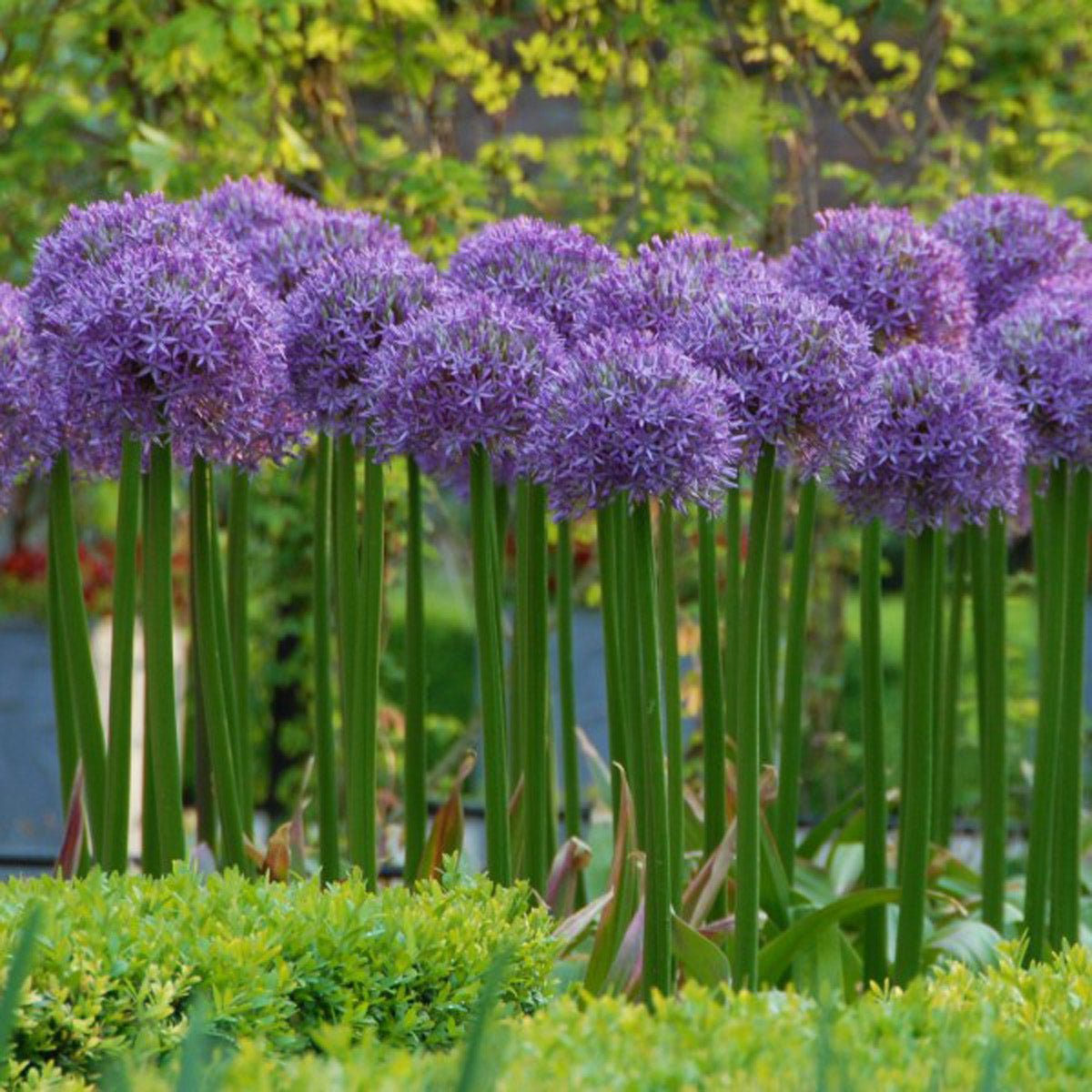 Deze sierlijke bloem trekt meteen de aandacht! - fluwelnl