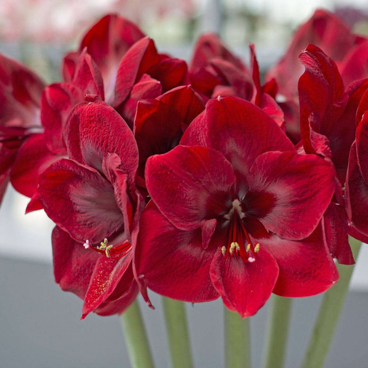 De Amaryllis: het perfecte kerstcadeau