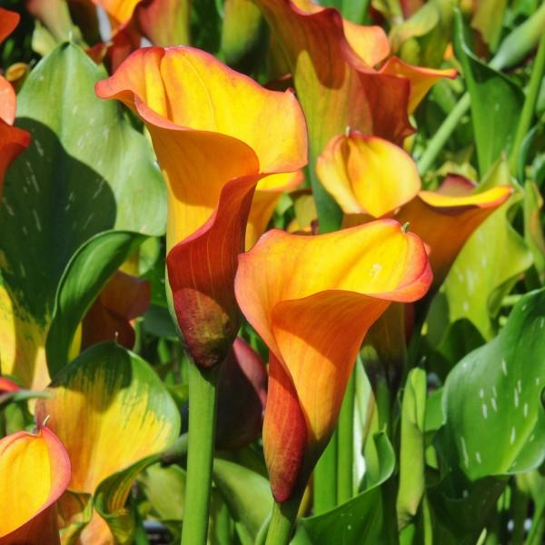 Zantedeschia's: uniek in vorm en schoonheid