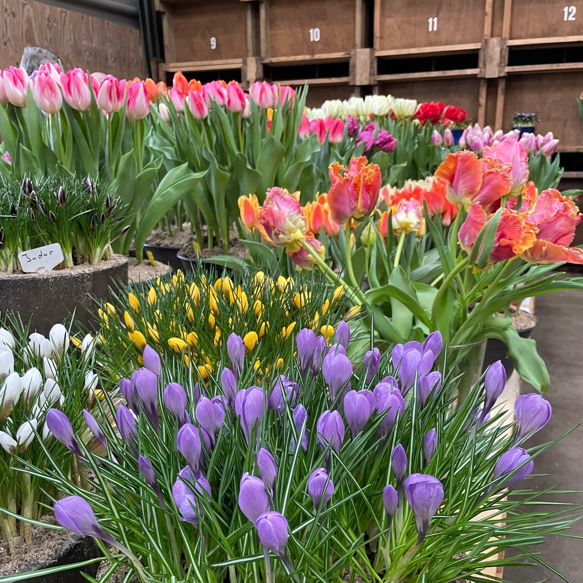 Een Dag in de Wereld van Fluwel - fluwelnl