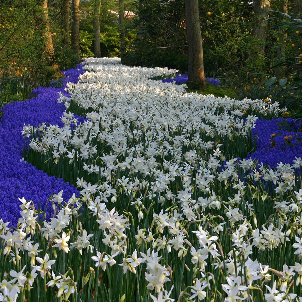 Een ode aan de Thalia (Narcis) - fluwelnl