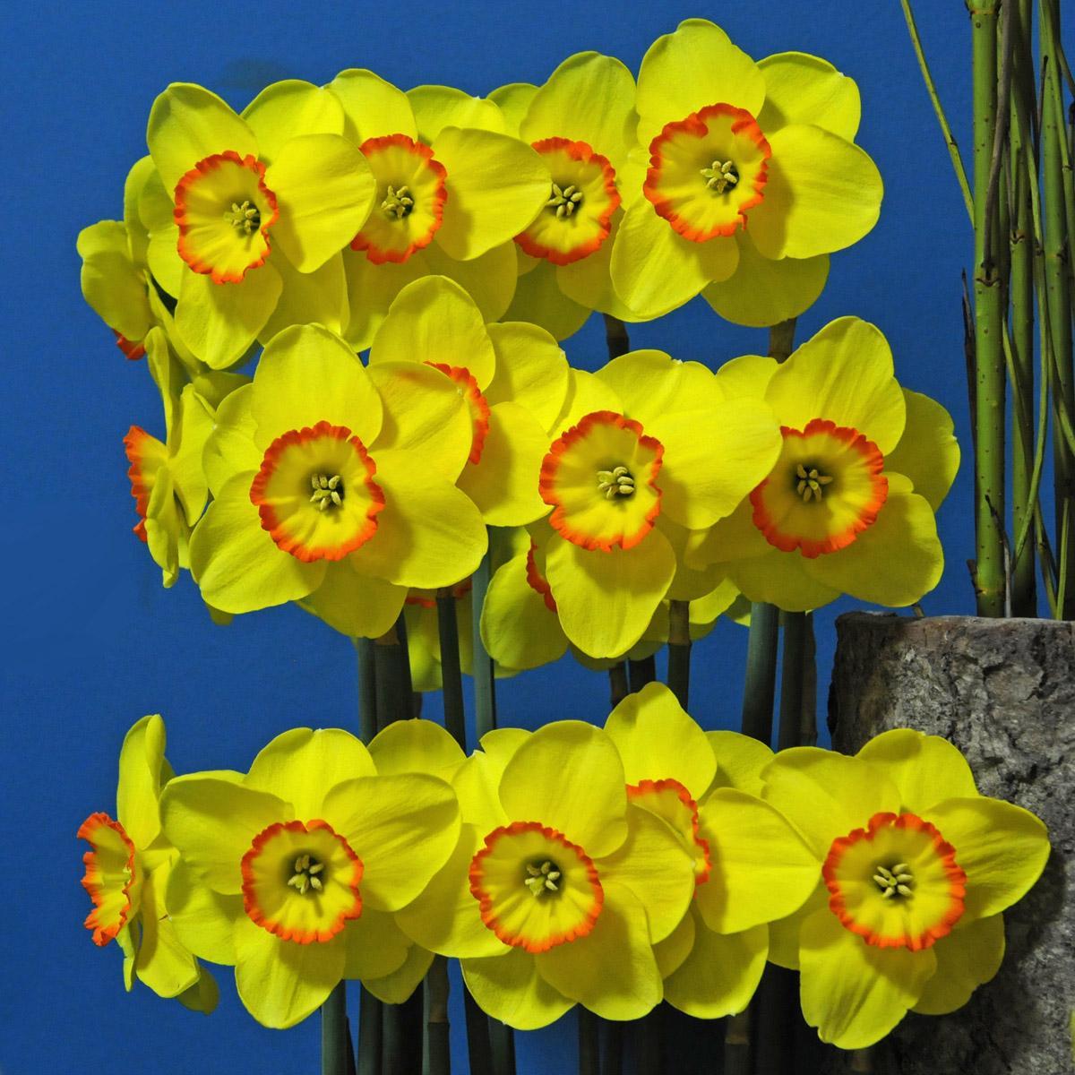 Er zijn Showpaarden en er zijn werkpaarden - fluwelnl