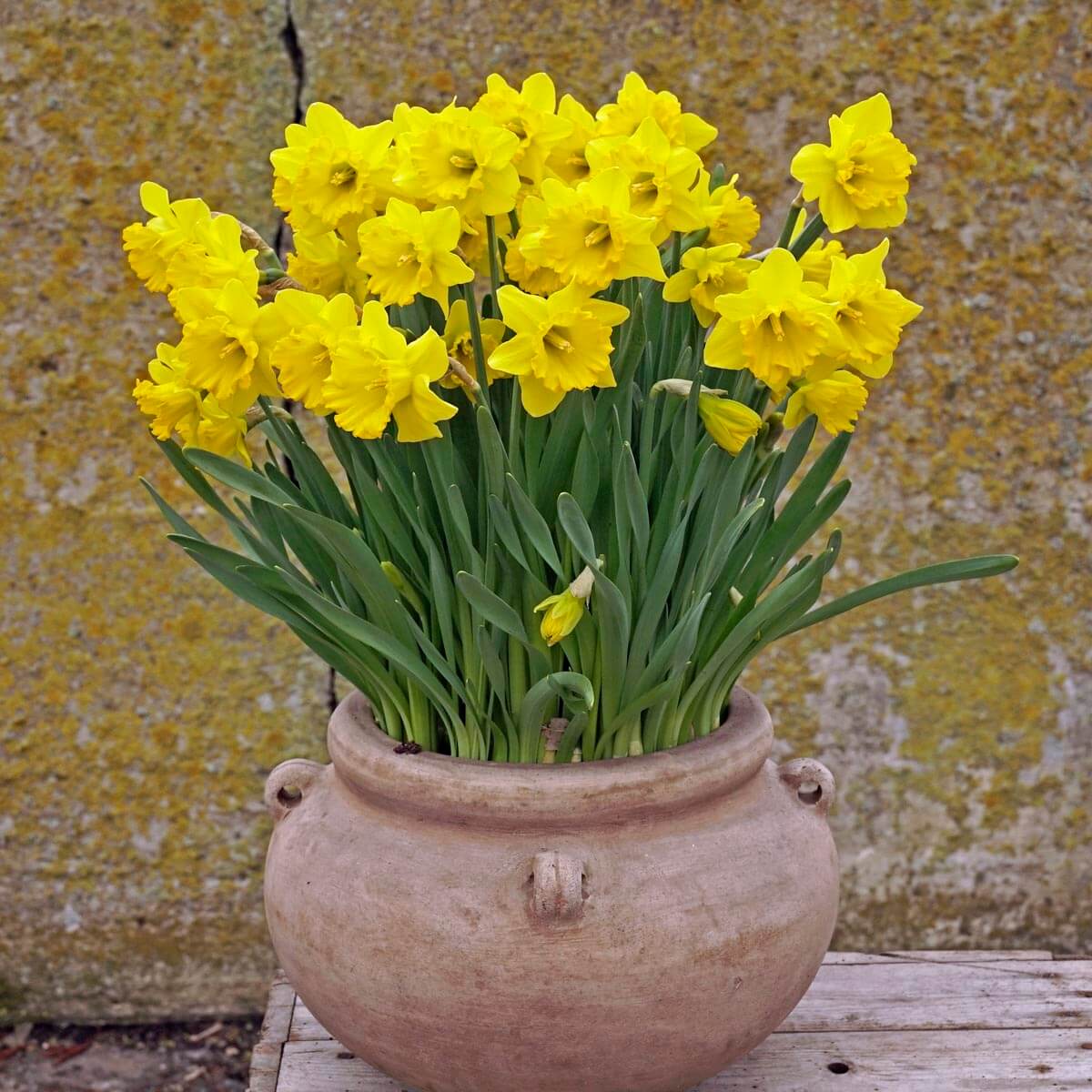 Freesia Fields Forever - fluwelnl