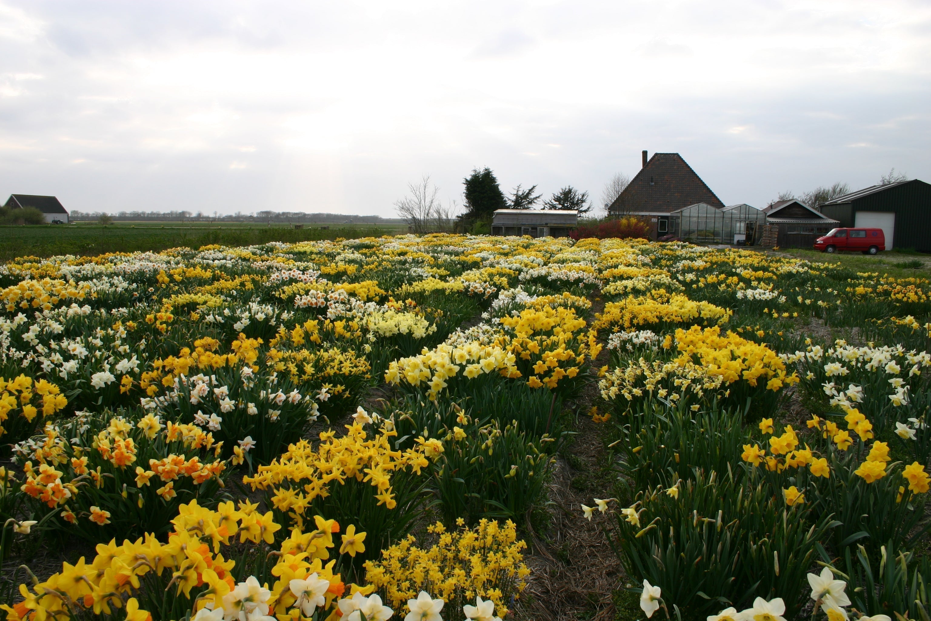 Grote primeur op Narcissengebied - fluwelnl