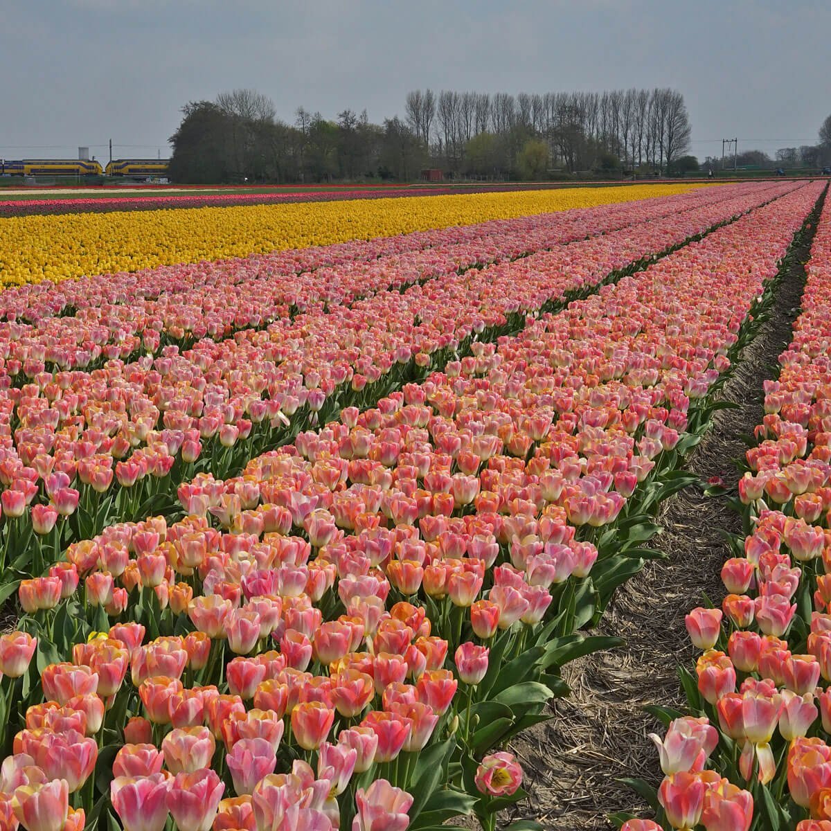 Had je mij dat niet eerder kunnen zeggen? - fluwelnl