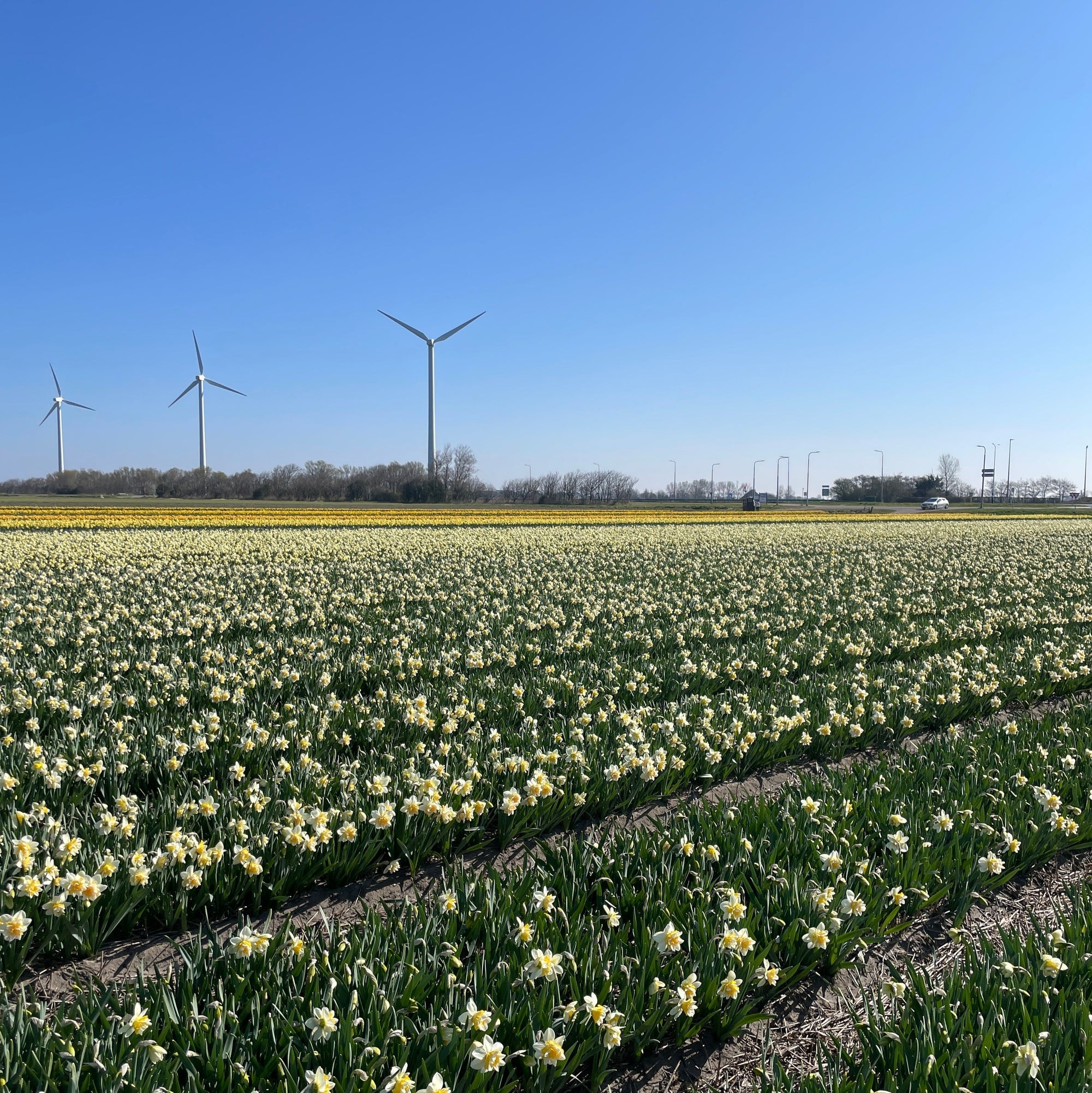 Het is Lente! - Fluwel