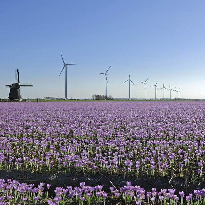 In de spotlight: de Crocus! - fluwelnl