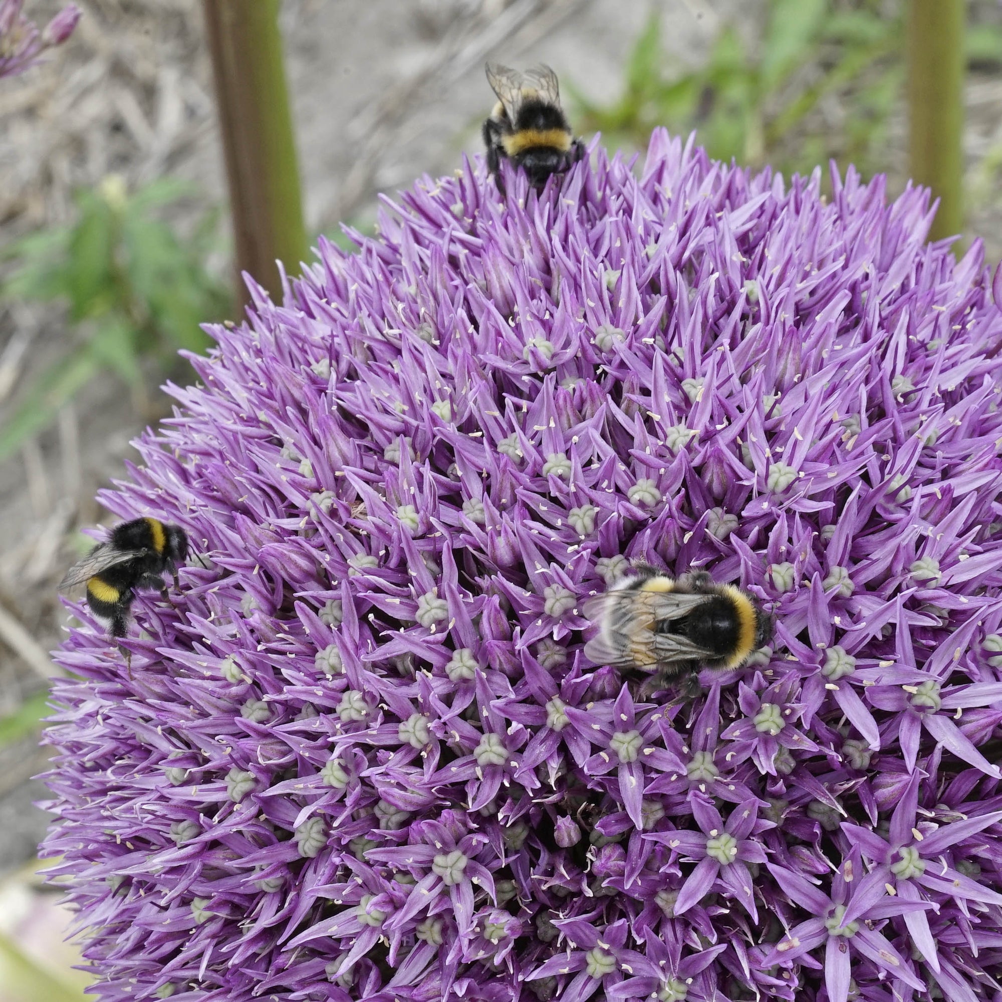 Met extra uitjes, graag! - fluwelnl