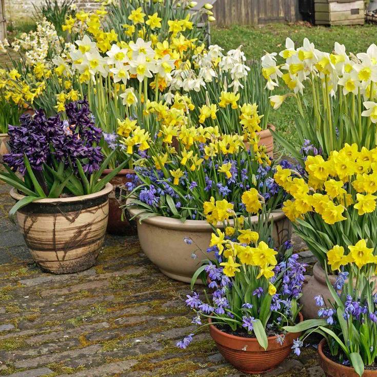 Rotstuin Narcissen, prachtige kleine narcissen - fluwelnl