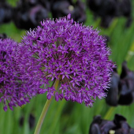 Allium (sierui)