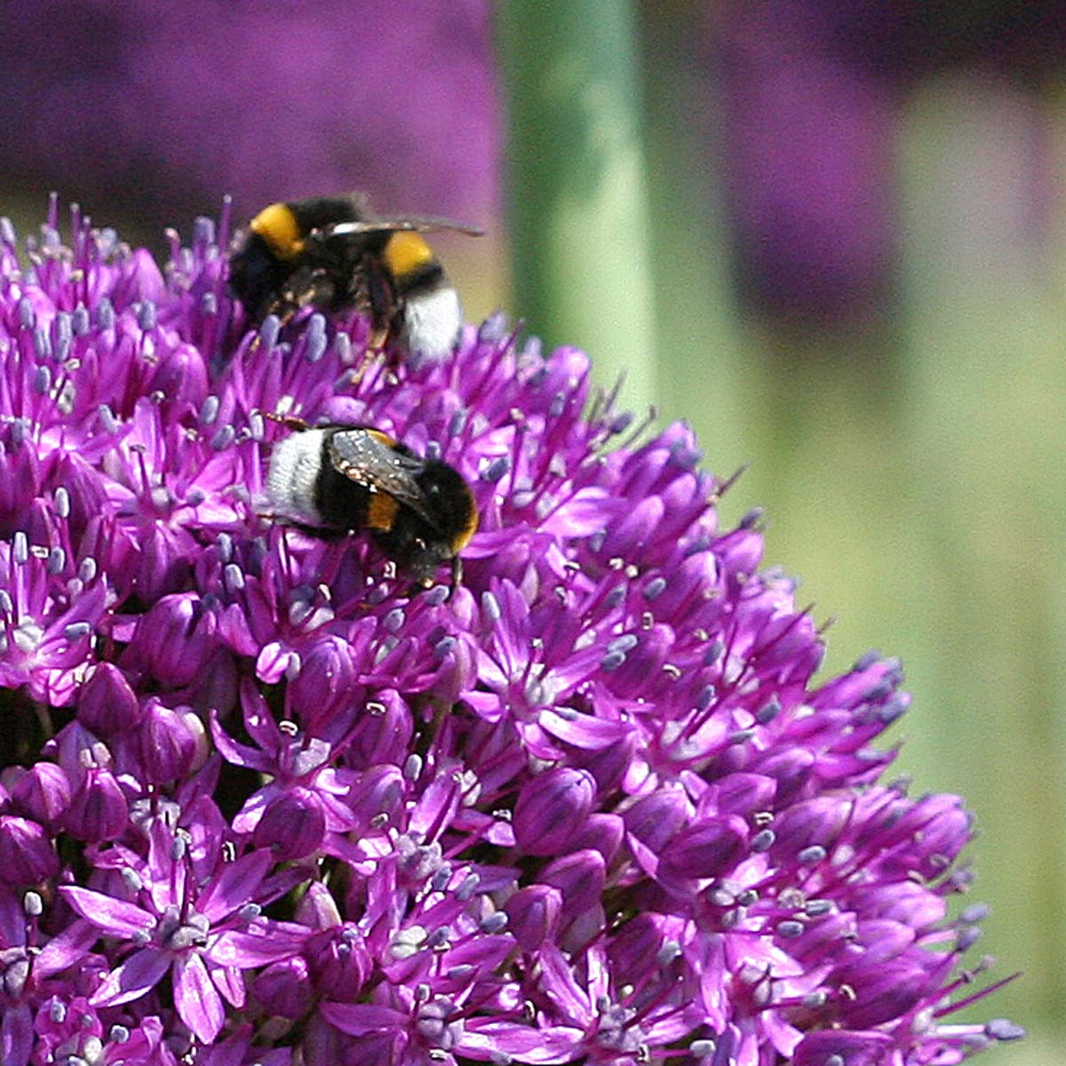 Bloembollen voor bijen en insecten - fluwelnl
