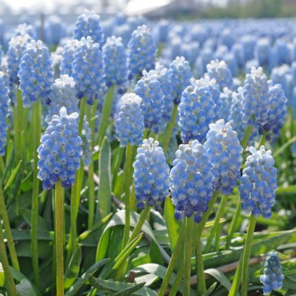 Muscari (blauwe druifjes)