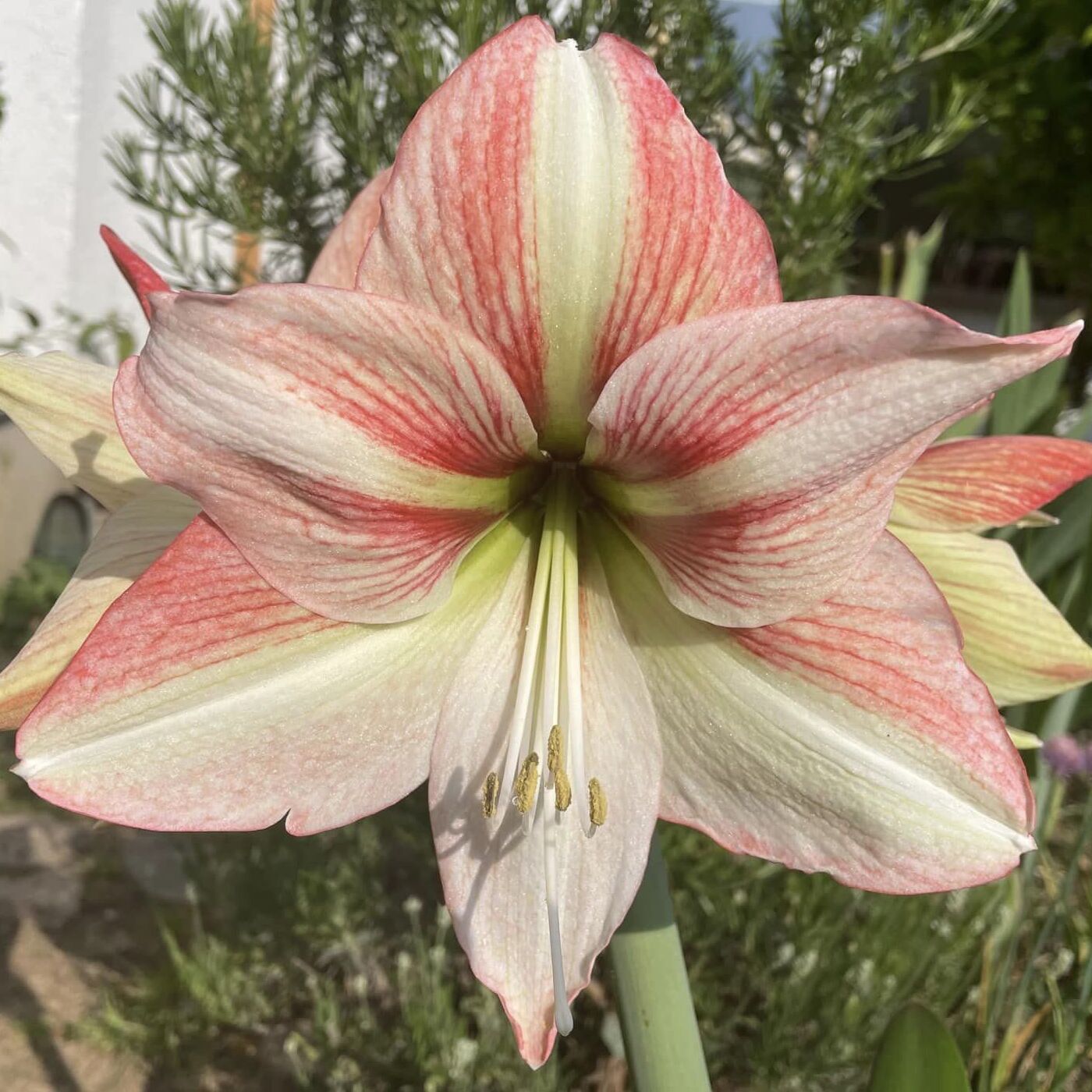 Amaryllis Amore - meerkleurige amaryllis - Fluwel