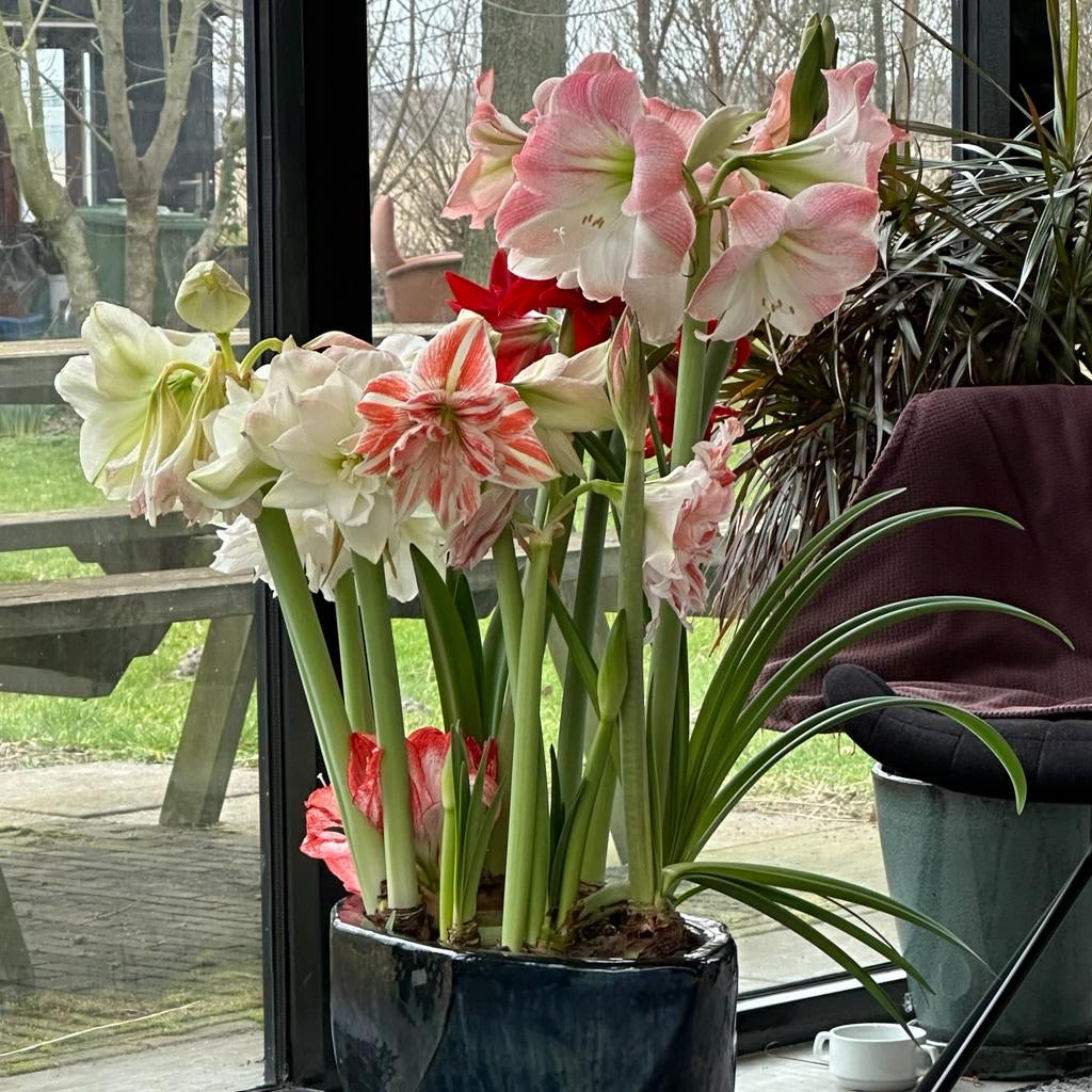 Amaryllis kransje